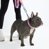 Pastel Icing Neoprene Leash
