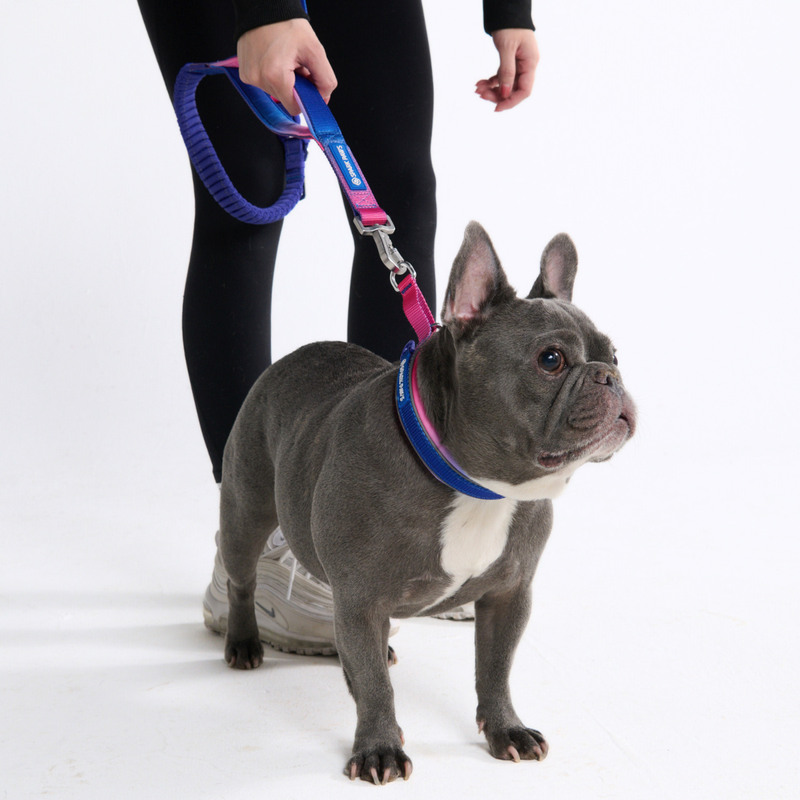 Snow Cone Neoprene Leash