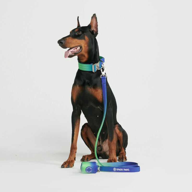 Set di collari tattici per cani - Lime Wave