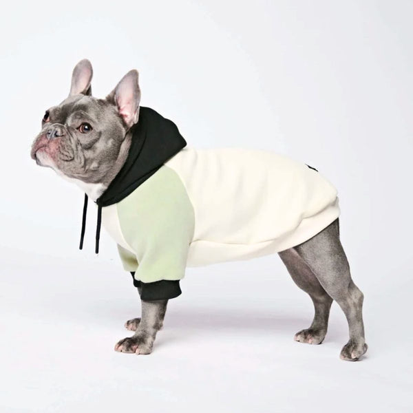 Maglione per Cani - Crema d'oliva
