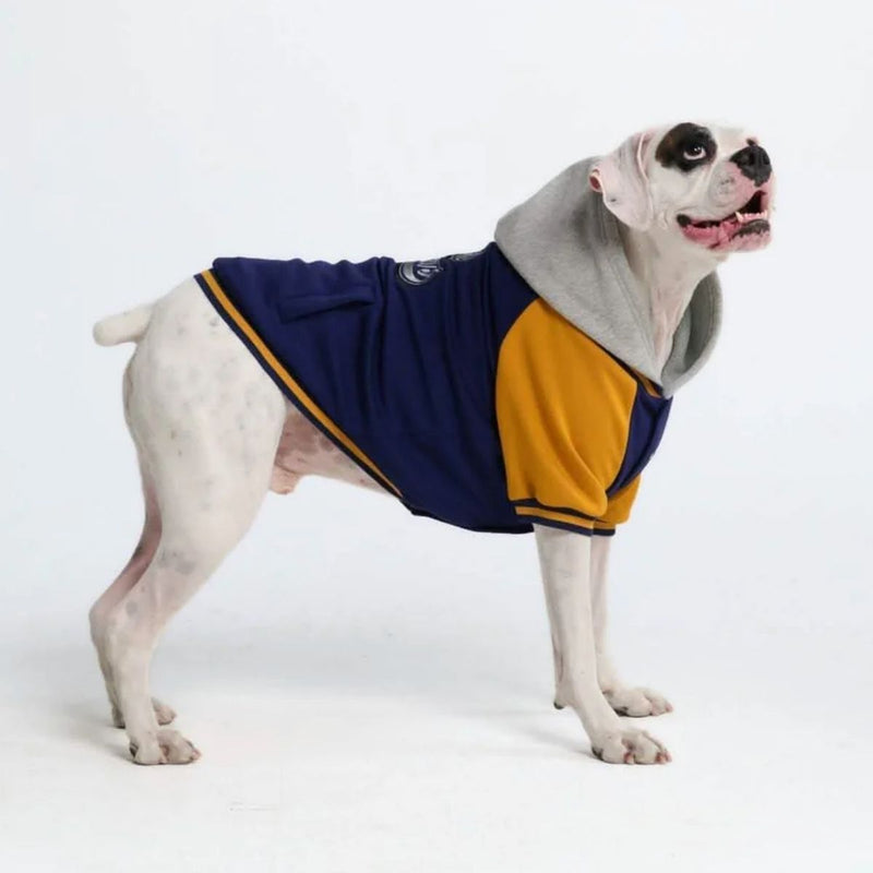 Cane Giacca universitaria - Blu Giallo
