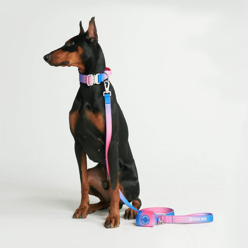 Set di collari tattici per cani - Cono di Neve