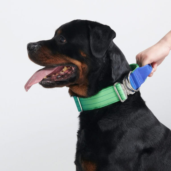 Collare tattico per cani - Lime Wave