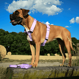 Set di imbracatura per cani Comfort Control No-Pull - Lilla