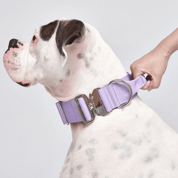 Collare tattico per cani - Lilla (2"/5cm)
