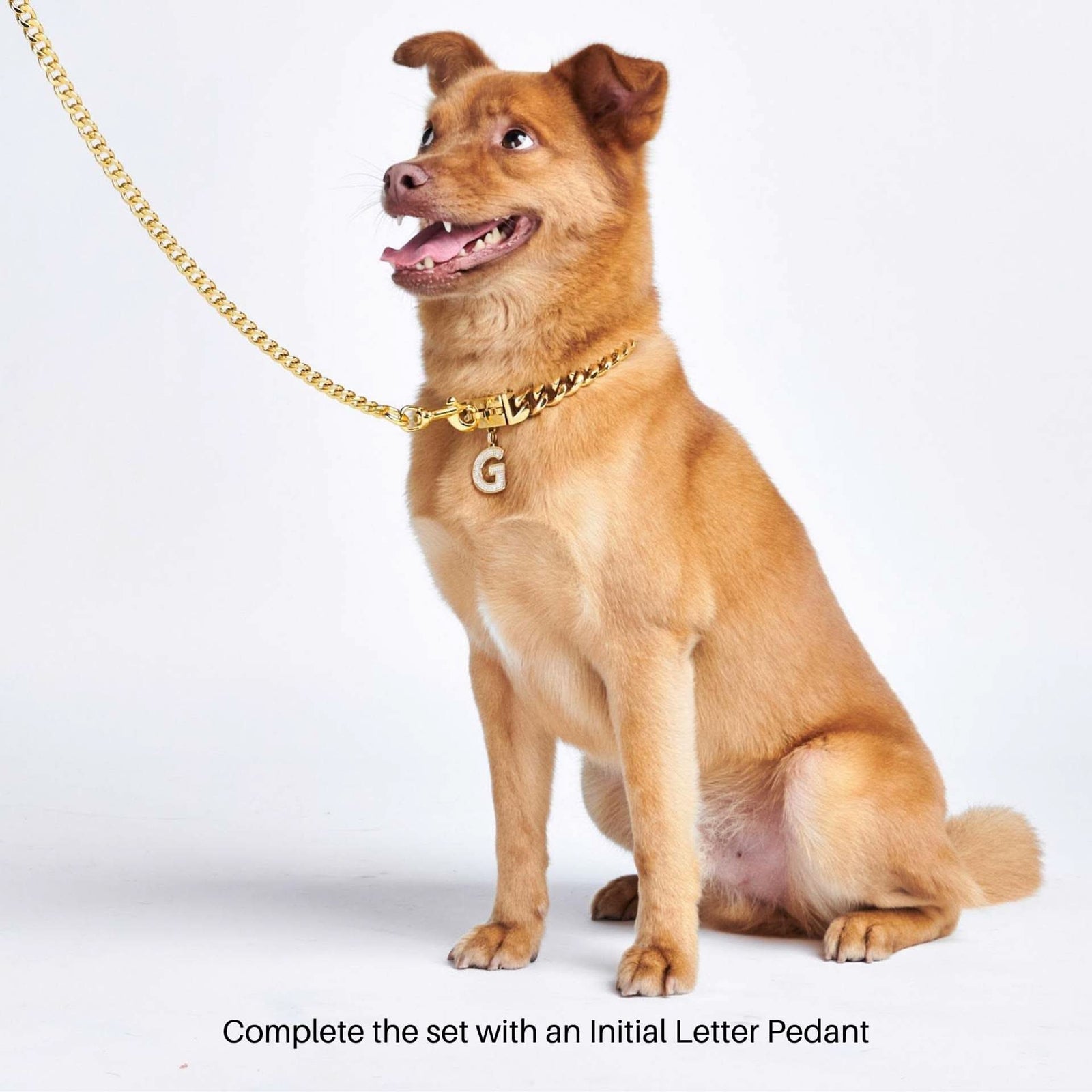Gold dog choker discount