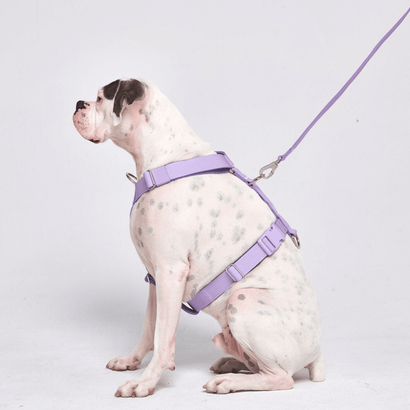 Pettorina per cani Comfort Control No-Pull - Lilla