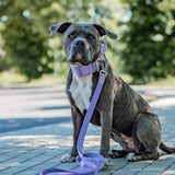 Collare tattico per cani - Lilla