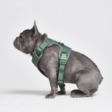 Comfort Control Harness - Green - [SIZE S] dogs up to 20kg/45lb