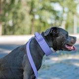 Collare tattico per cani - Lilla