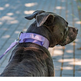Collare tattico per cani - Lilla