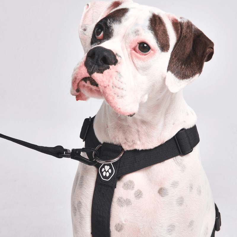 Set di imbracatura per cani Comfort Control No-Pull - Nero