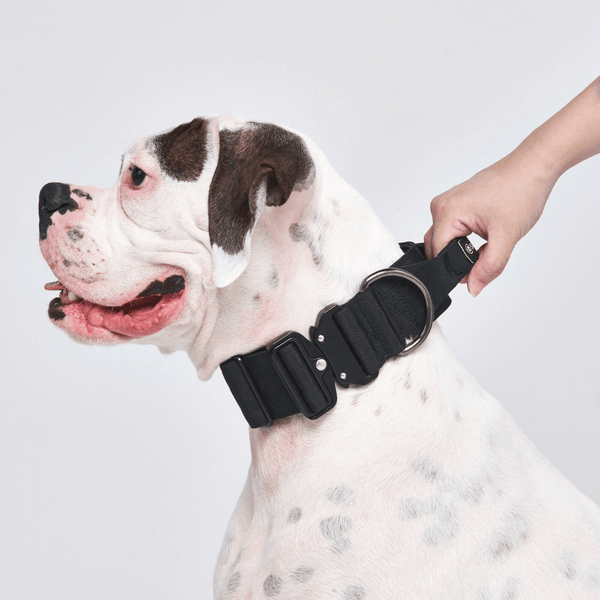 Collare tattico per cani - Multicolore (2"/5 cm)