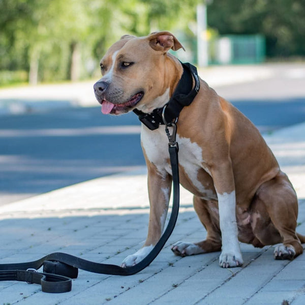 Set di collari tattici per cani - Nero