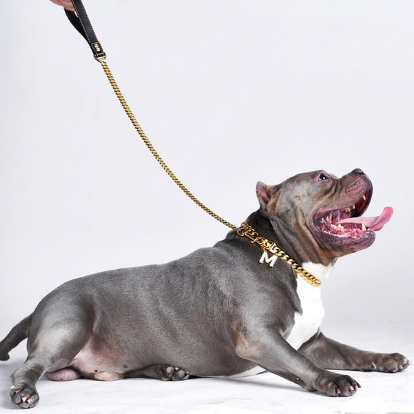Guinzaglio per Cani a Maglie Cubane in Oro