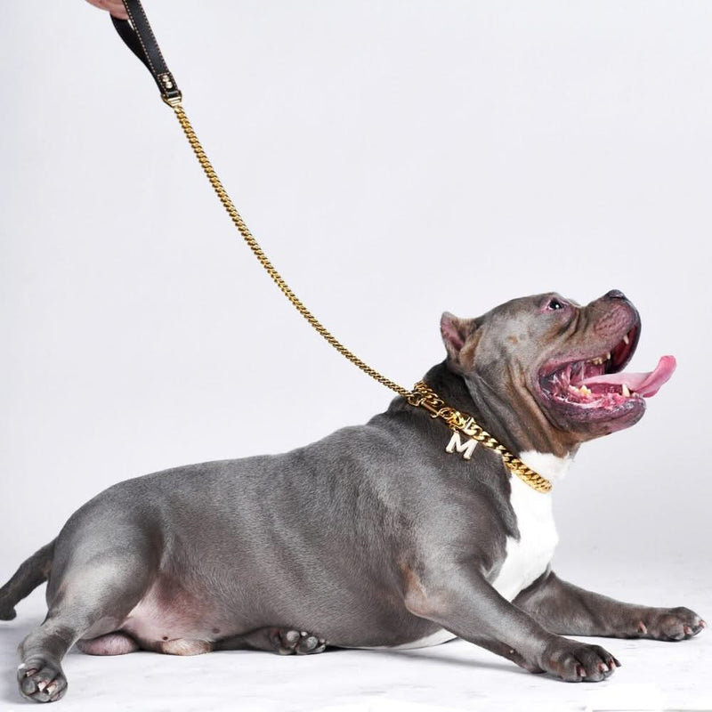 Guinzaglio per Cani a Maglie Cubane in Oro