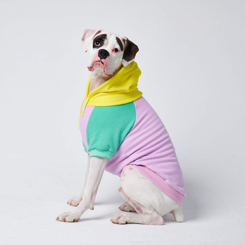 Maglione per Cani - Turchese viola giallo