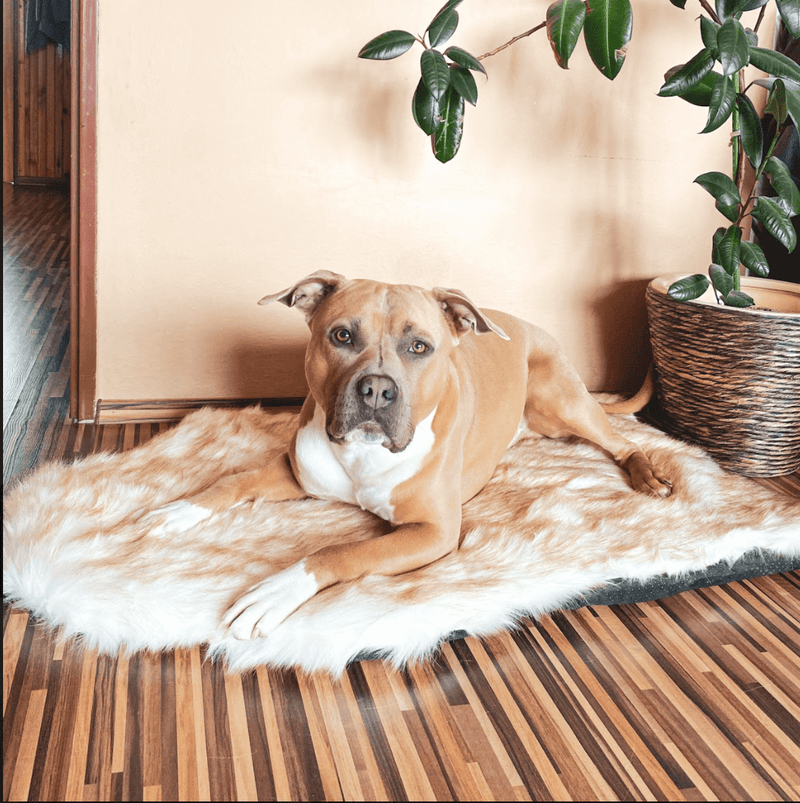 Letto per cani con tappeto in schiuma di memoria in pelliccia sintetica