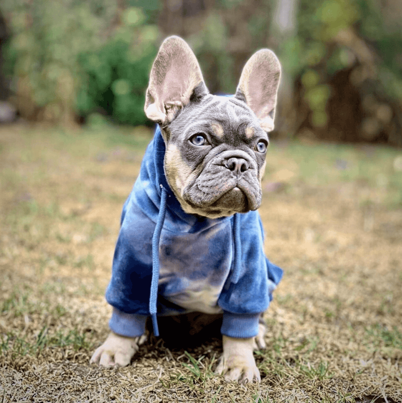 Maglione in Velluto per Umani - Blu Zaffiro
