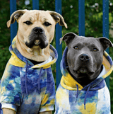 Felpa con Cappuccio per Cani Tintura per cravatta Giallo e Marino d'epoca