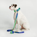 Set di collari tattici per cani - Lime Wave