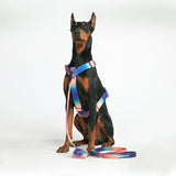 Set di imbracatura per cani Comfort Control No-Pull - Caleidoscopio