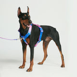 Set di imbracatura per cani Comfort Control No-Pull - Snow Cone