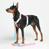 Set di imbracatura per cani Comfort Control No-Pull - Glassa pastello