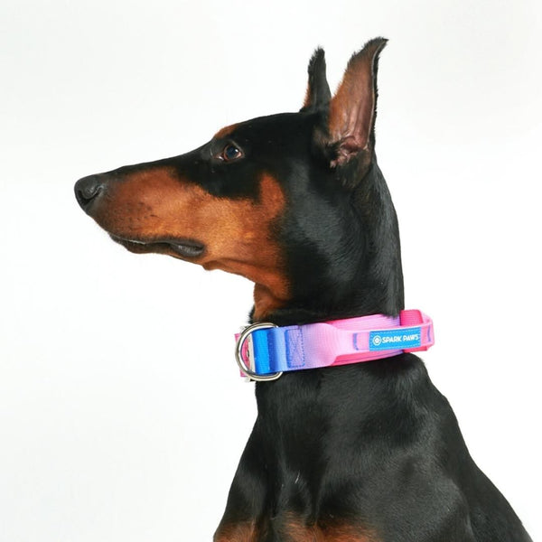 Collare tattico per cani - Cono di Neve (1,5"/4 cm)