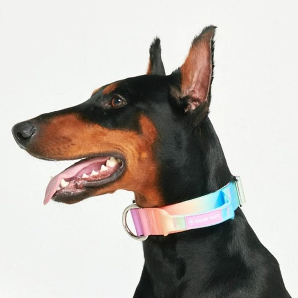 Collare tattico per cani - Glassa Pastello (1,5"/4 cm)