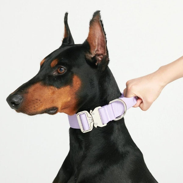 Collare tattico per cani - Lilla (1,5"/4 cm)