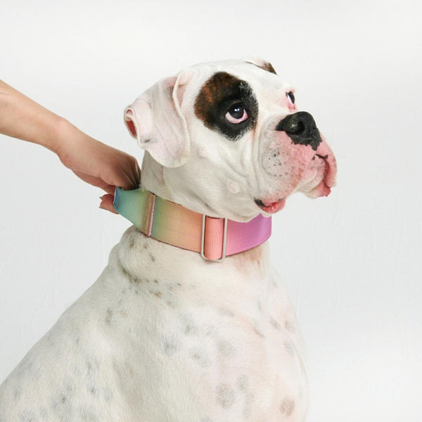 Collare tattico per cani - Glassa Pastello (2"/5cm)